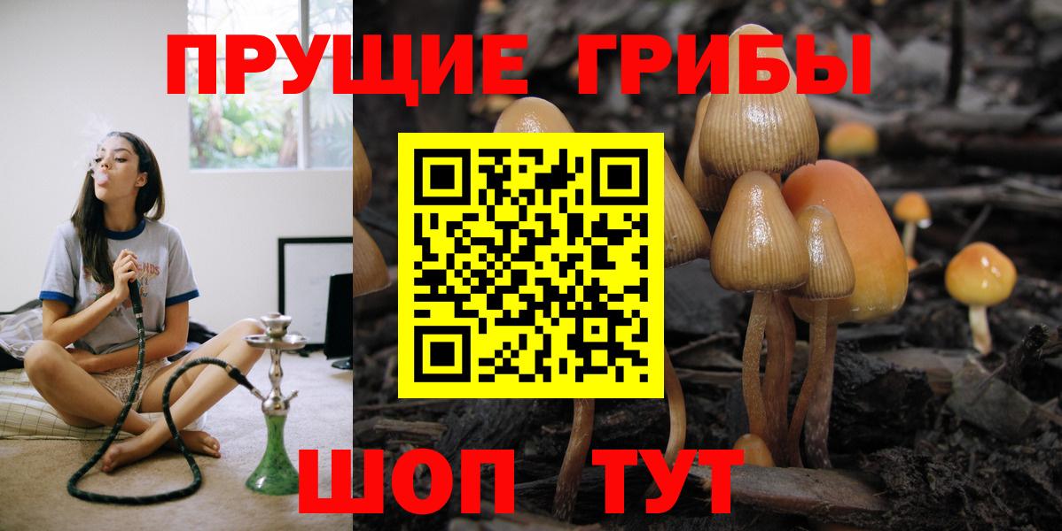 Фрязино  Псилоцибиновые грибы GOLDEN TEACHER  Вход с VPN  как найти   Псилоцибиновые грибы Psilocybine cubensis 